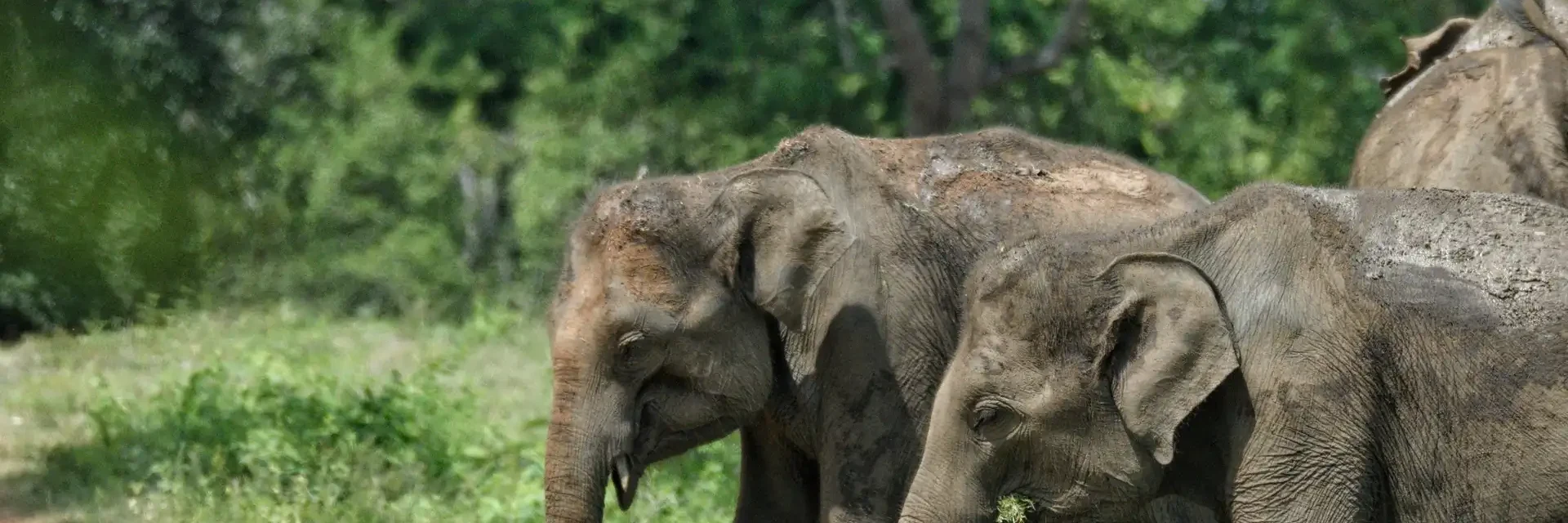 How to pick the right safari in Sri Lanka for the December to April season